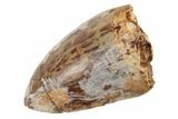 Serrated, 1.2" Fossil Phytosaur (Redondasaurus) Tooth - New Mexico - #192579-1